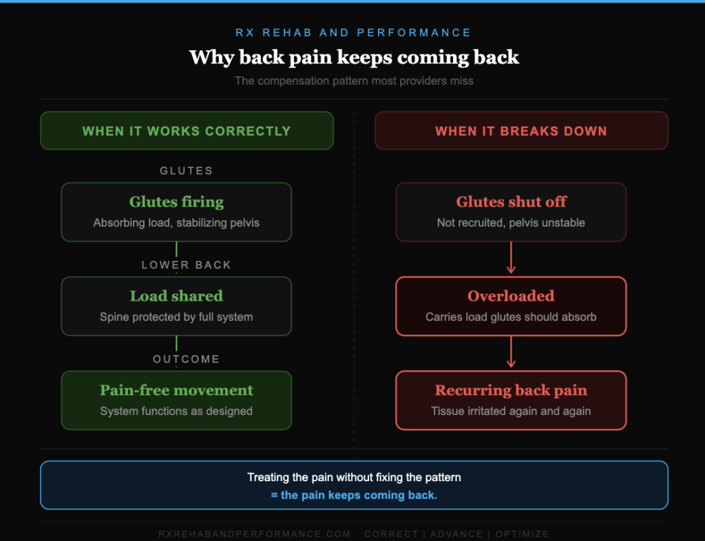 Diagram showing how gluteal inhibition causes compensatory lower back overload and recurring back pain — Rx Rehab and Performance Pacific Beach San Diego